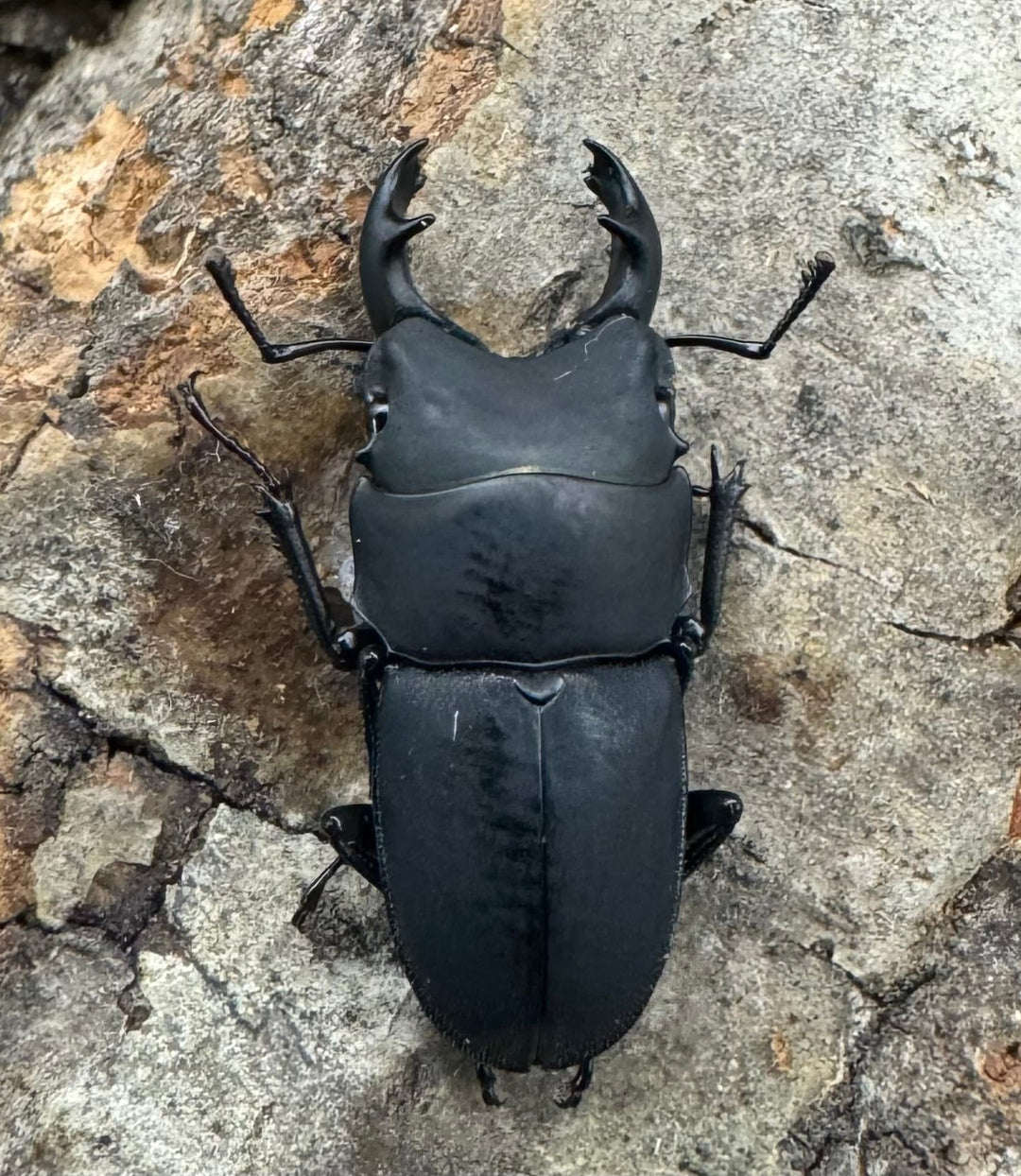 【WF2】《メタドルクス ロトゥンダトゥス ペア+♂1頭おまけ》①