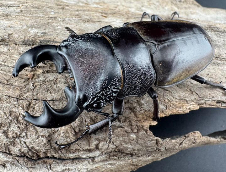 【WD】極太短歯《ルマウィノコギリ  61mm ペア》