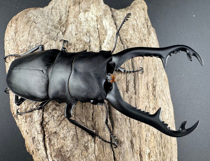 【WD】《 ギラファノコギリ亜種ボロブドゥール 91.5mm ペア》