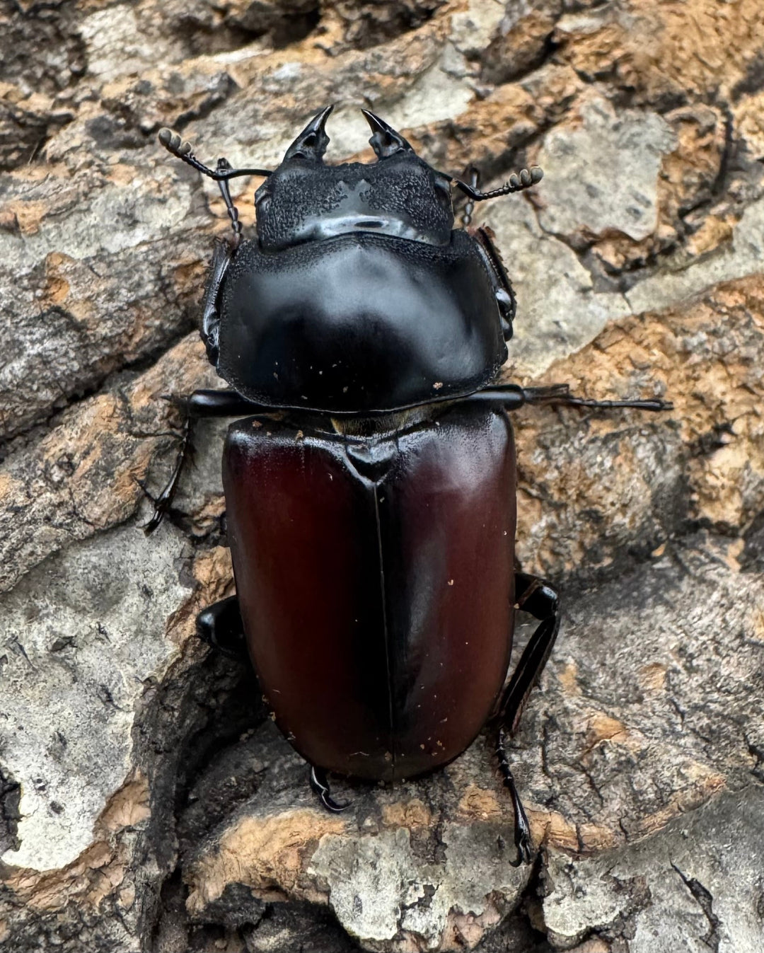 【WD】《ドンキエルコクワ原名亜種 71.5mm ♂♀♀トリオ》