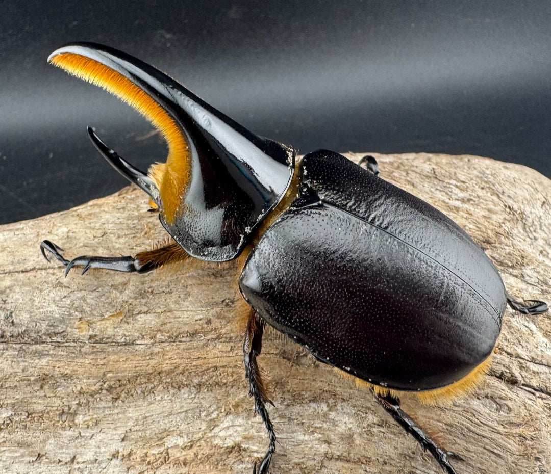 《サタンオオカブト 81mm ペア》