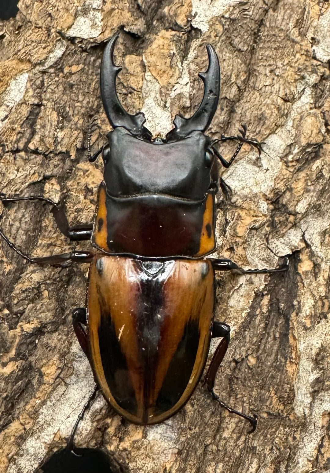 【WD】《ファブリースノコギリ原名亜種 48mm ペア》