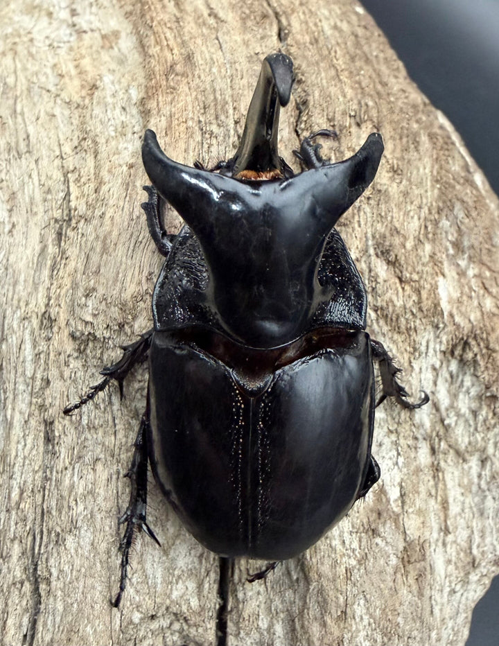 【WD】《オオツノメンガタカブト 69mm ペア》