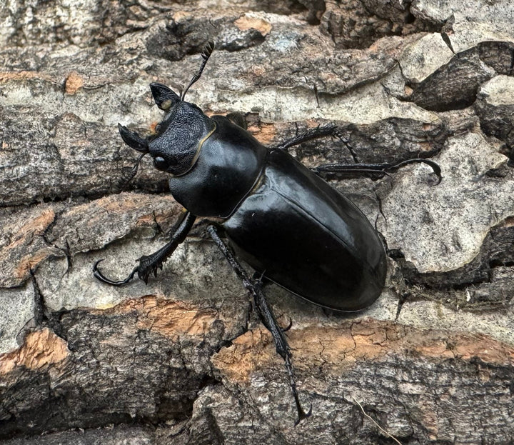 【WD】《ブリヴィオミヤマ　B品♀単》