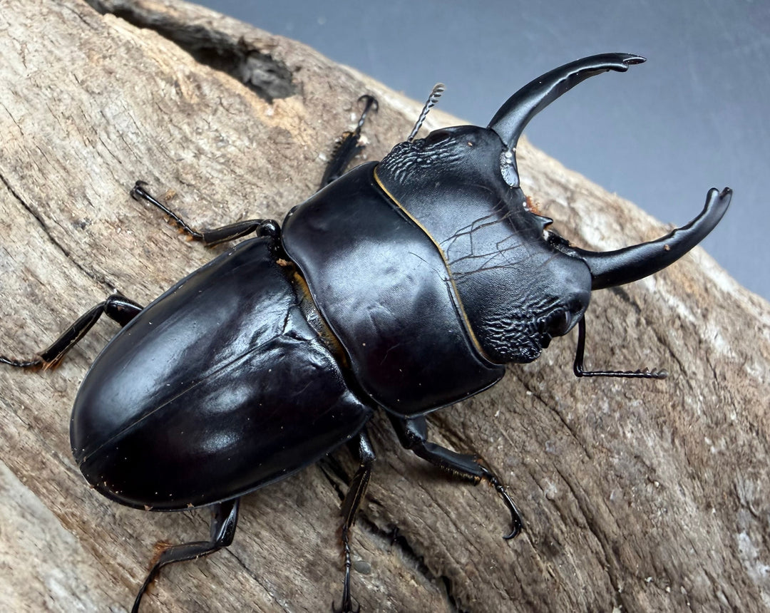 【WD】長歯《パプアヒラタクワガタ 52.5mm ペア》