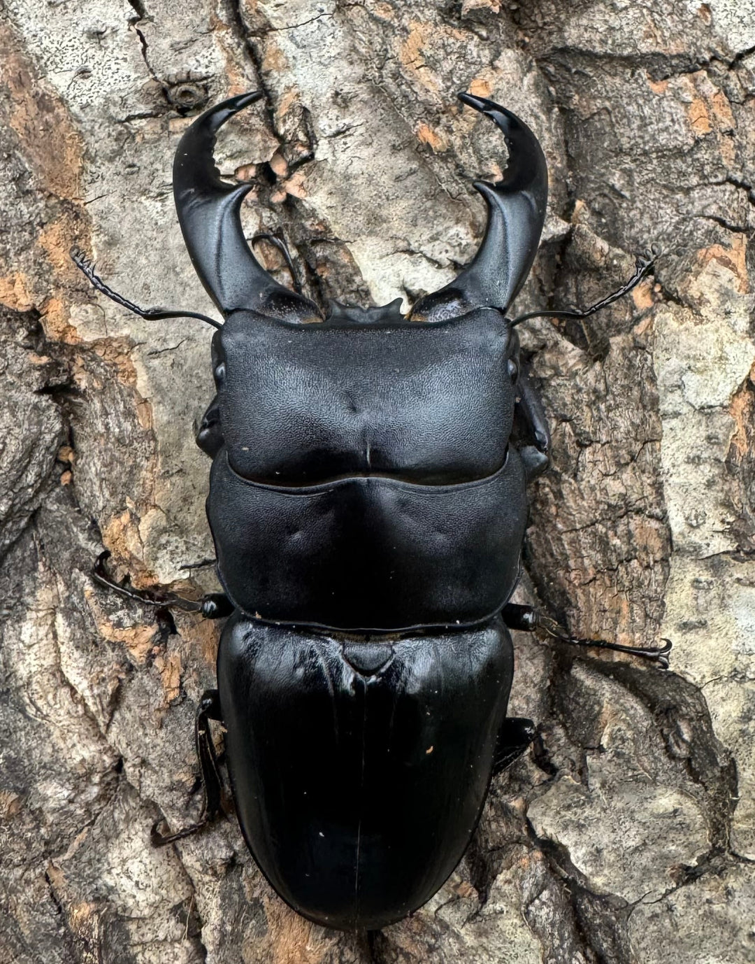 【WF3】《サキシマヒラタクワガタ 73mm ♂♀♀トリオ》