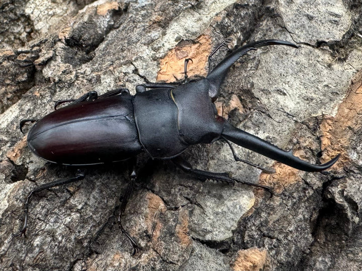 【WD】《グラキリスノコギリヒラタクワガタ 40mm ペア》