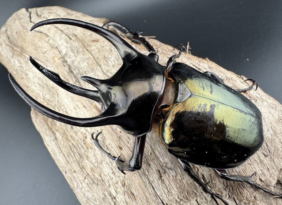 【WD】《ミンダナオアトラスオオカブト キダパワン産 87mm A'品ペア》