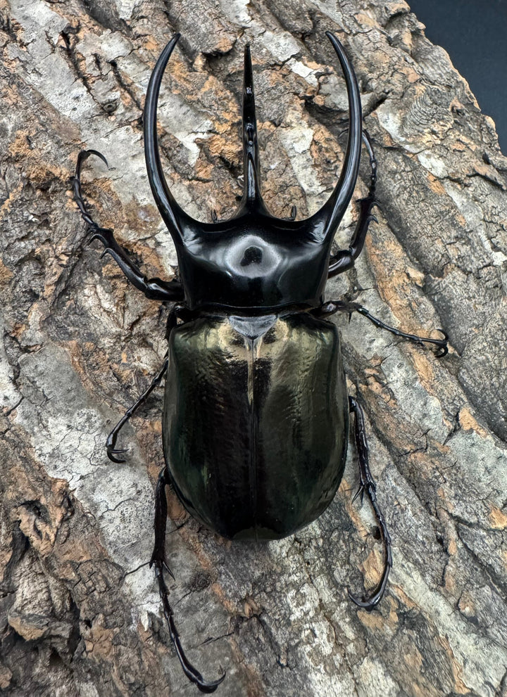 【WD】《ジャワコーカサスオオカブト 96mm ペア》