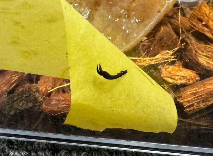 【WD】《ラミニフェルミヤマ  70mm ♂♀♀トリオ A'品》