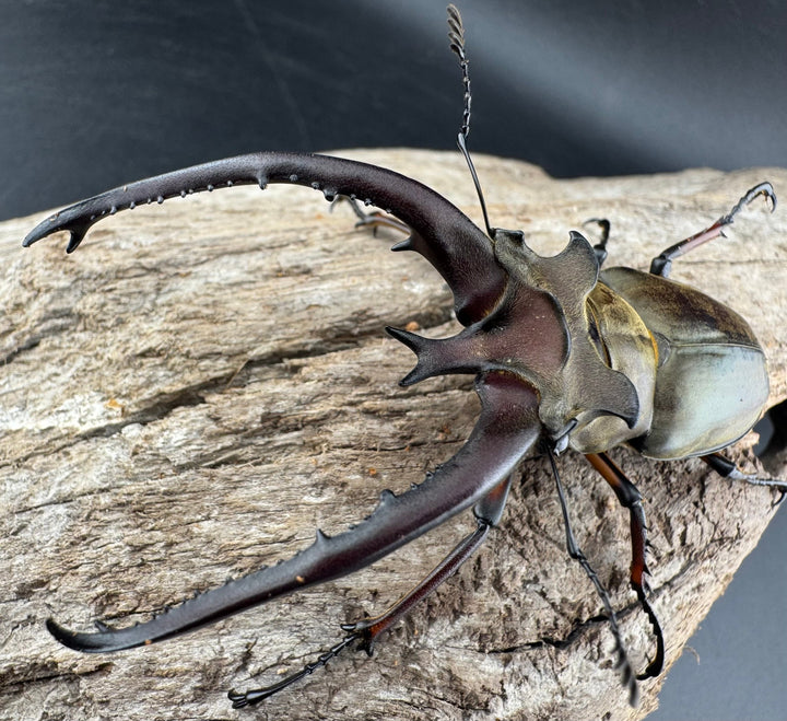 【WD】《プラネットミヤマクワガタ 81mm ペア》