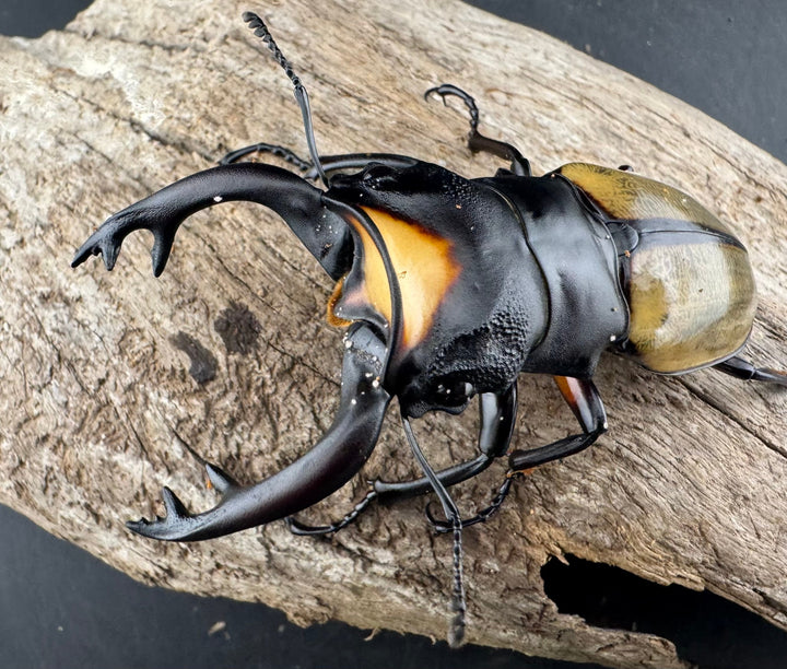 【WD】《ラコダールツヤクワガタ 77mm ペア》