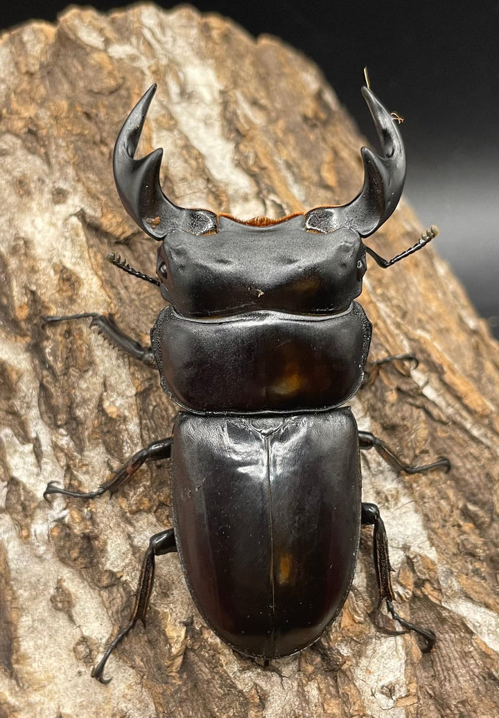 極太系《マレーアンタエウスオオクワ 70mm ペア》