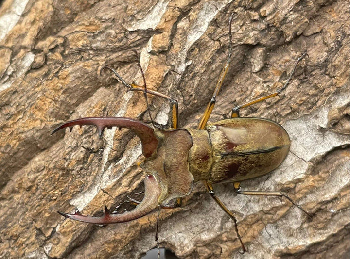 【WD】《デランミヤマクワガタ原名亜種 43mm ペア》