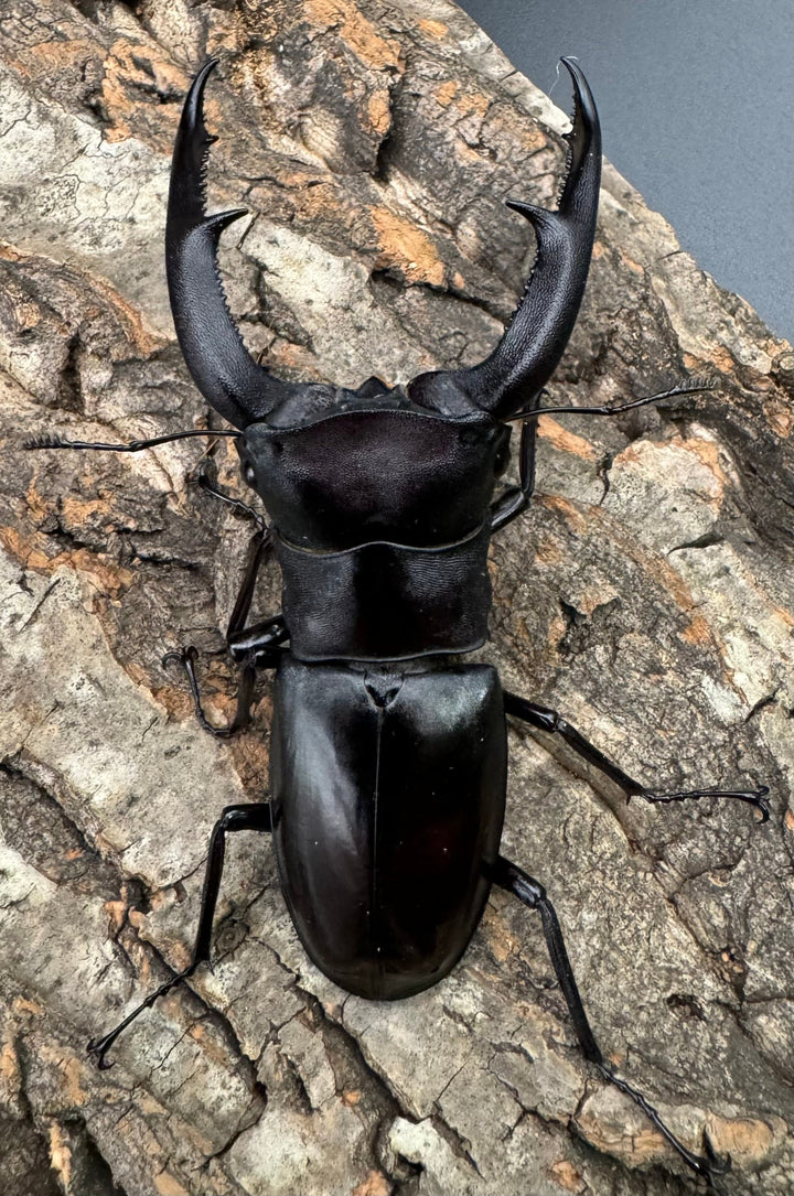 【WD】《マンディブラリスフタマタ 96.5mm ペア》