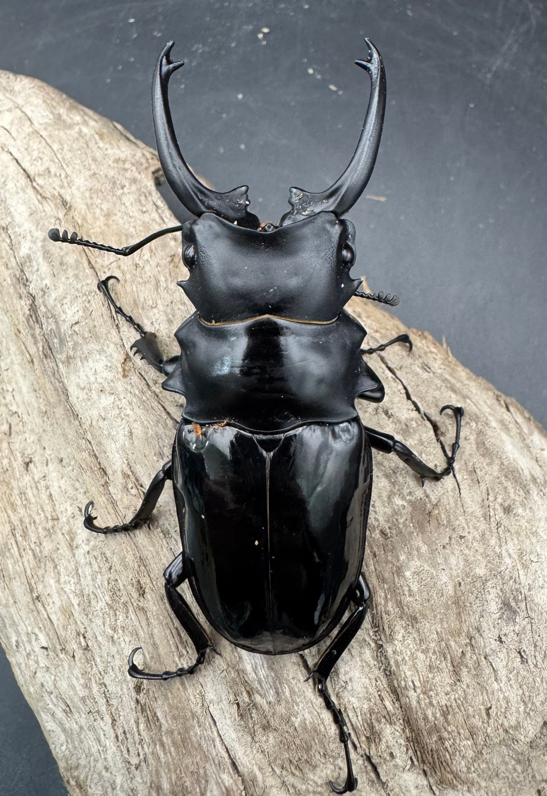 【WD】《ダールマンツヤクワガタ亜種celebensis 85.5mm ペア》