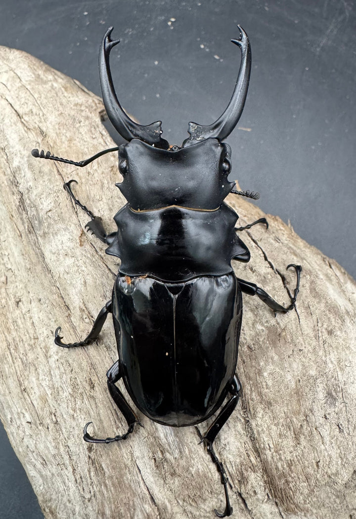 【WD】《ダールマンツヤクワガタ亜種celebensis 85.5mm ペア》