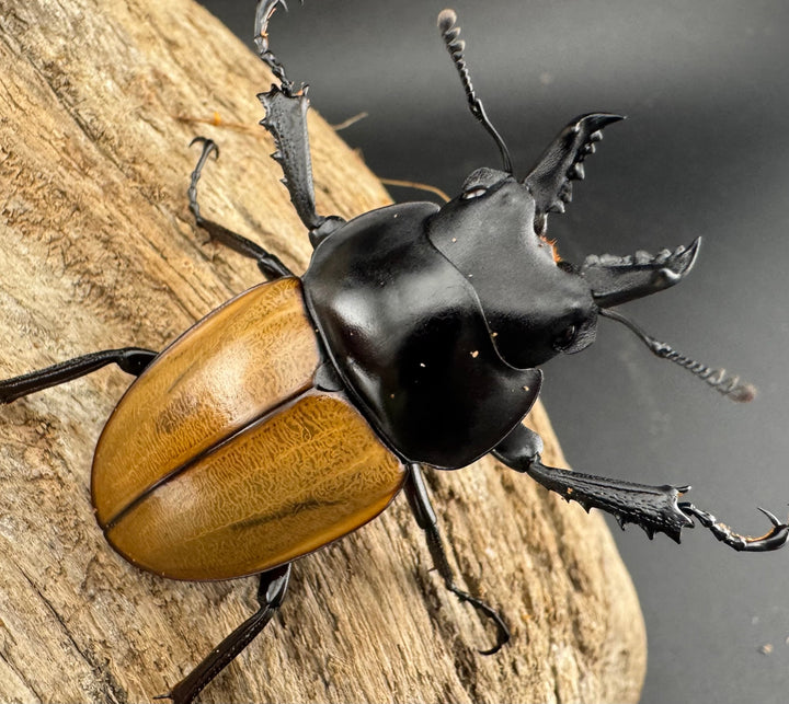 【WD】《ニティドゥスマルバネ亜種lemeei 広西壮族産 49mm ペア》①