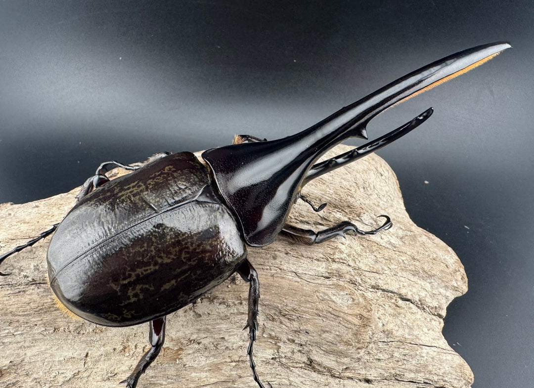 《ヘラクレス・ヘラクレス 132mm ペア》