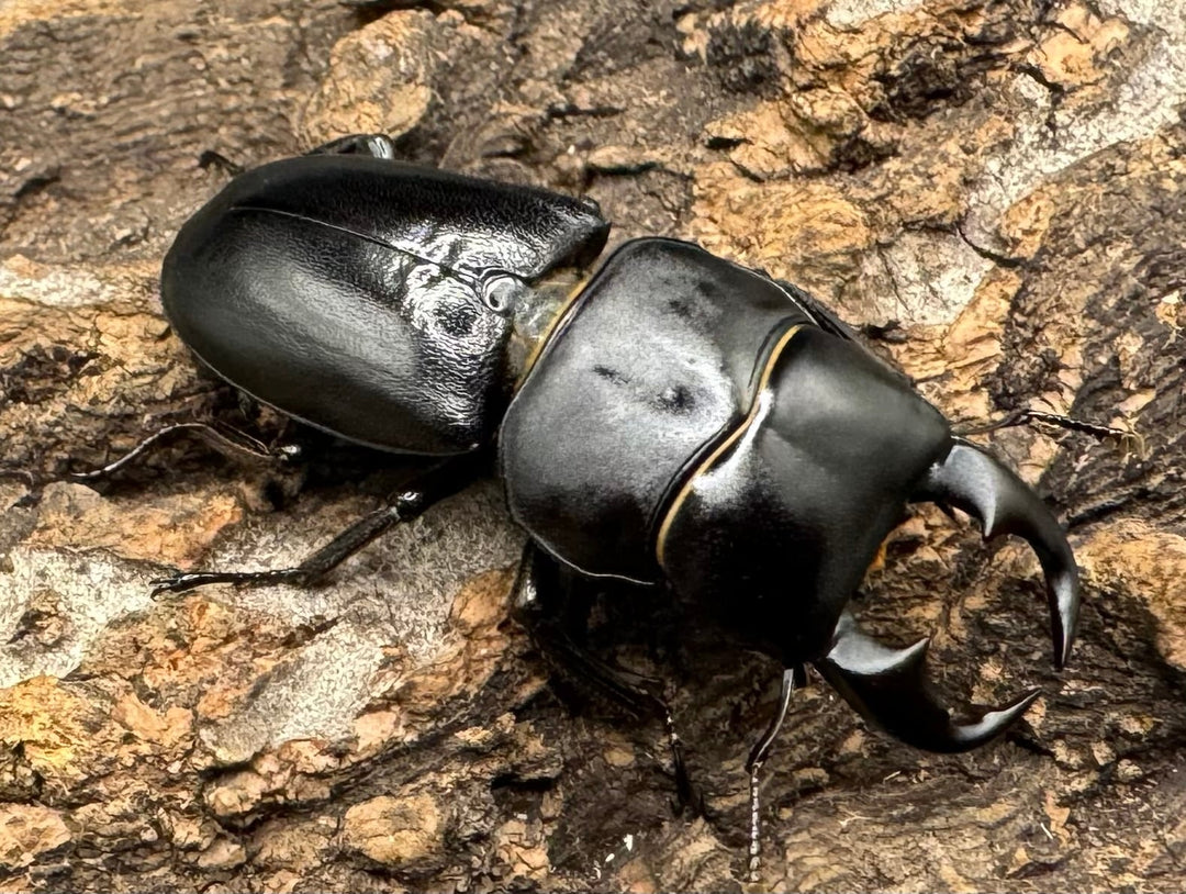 【WD】《ドルクス メンシウス 39mm ペア》