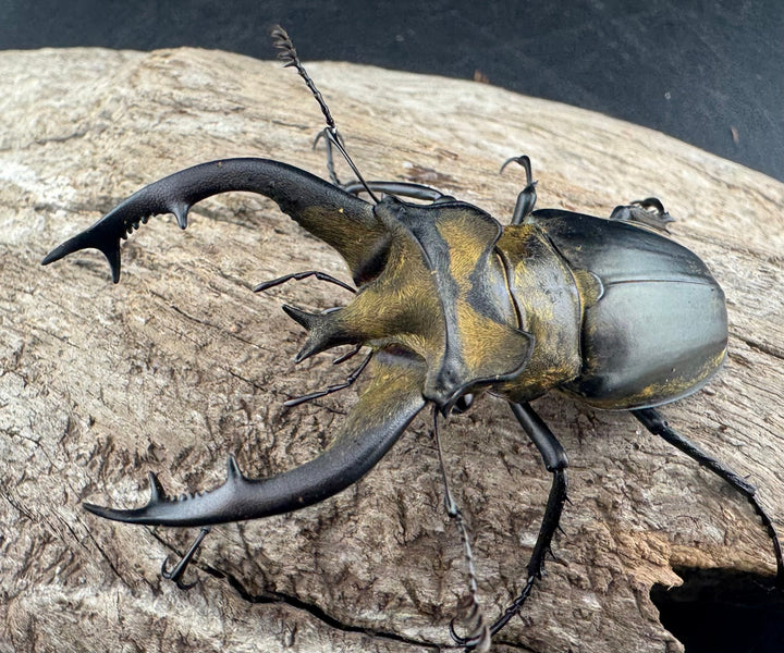 【WD】《フルキフェルミヤマ 64mm ペア》