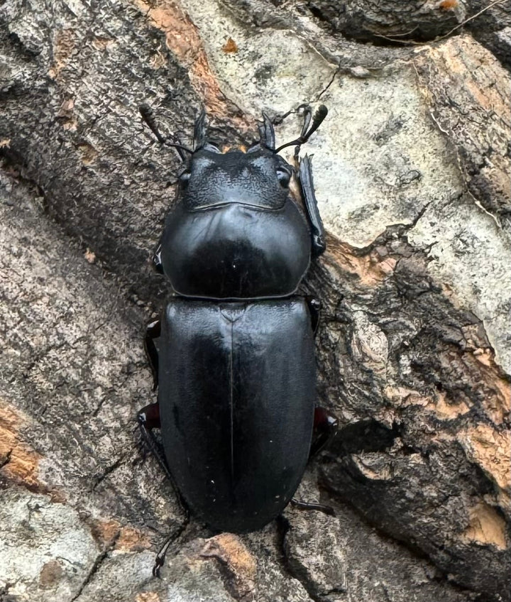 【WD】《アカアシクワガタ 山梨県産 46.5mm ペア》