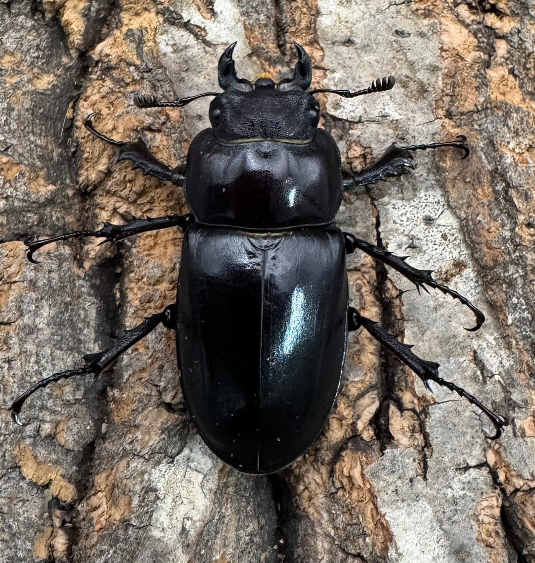 《ユダイクスミヤマ 65mm ペア》