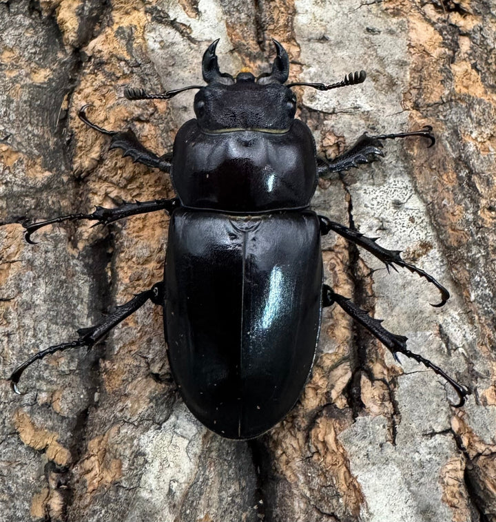 《ユダイクスミヤマ 65mm ペア》