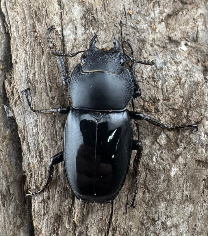 【WD】《スピネウスノコギリクワガタ 中国産 47.5mm ペア》