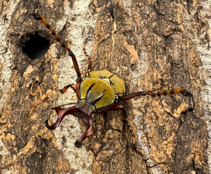 【WD】ワリックツノハナムグリ亜種bowringi ペア