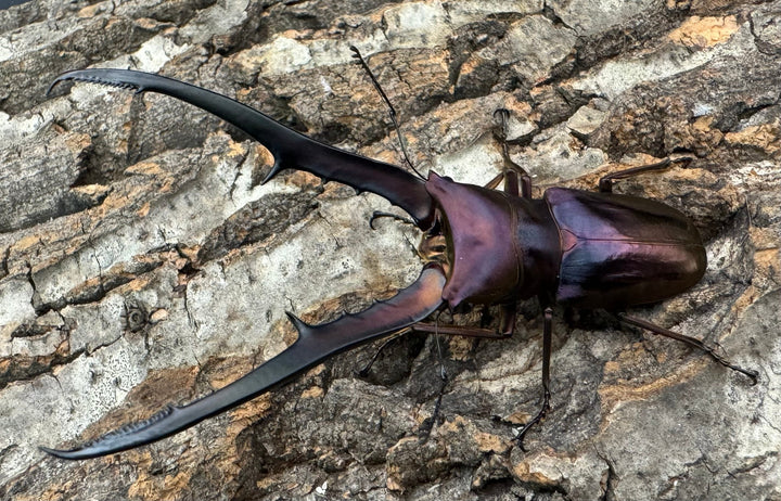 【美麗】《メタリフェルホソアカ 85mm ペア》セルヴォラン氏ブリード個体