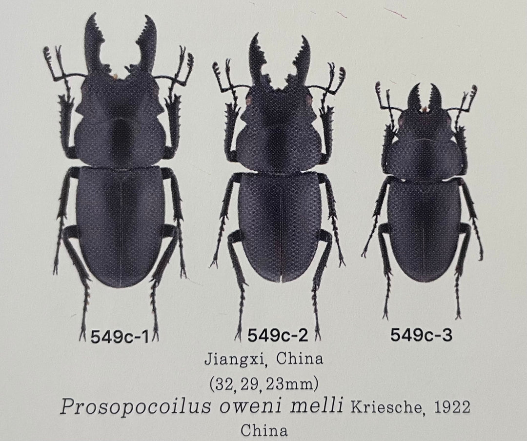 【WD】《オーエンノコギリ亜種melli 31.5mm ペア》