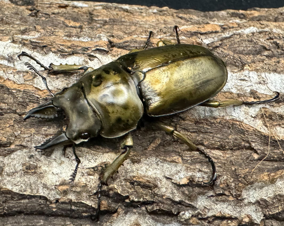 【F0】《ローゼンベルグオウゴンオニ 52mm ♂単》