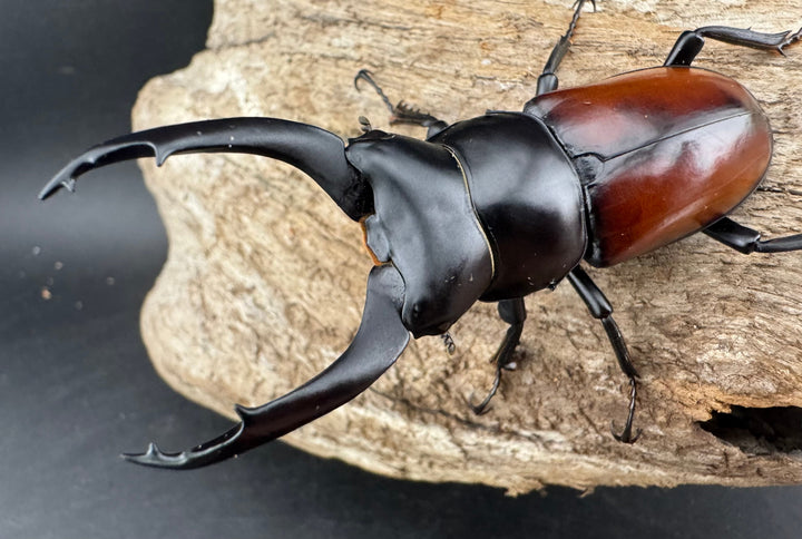 【WD】《マクレイコクワ チベット産 67mm A'品ペア》