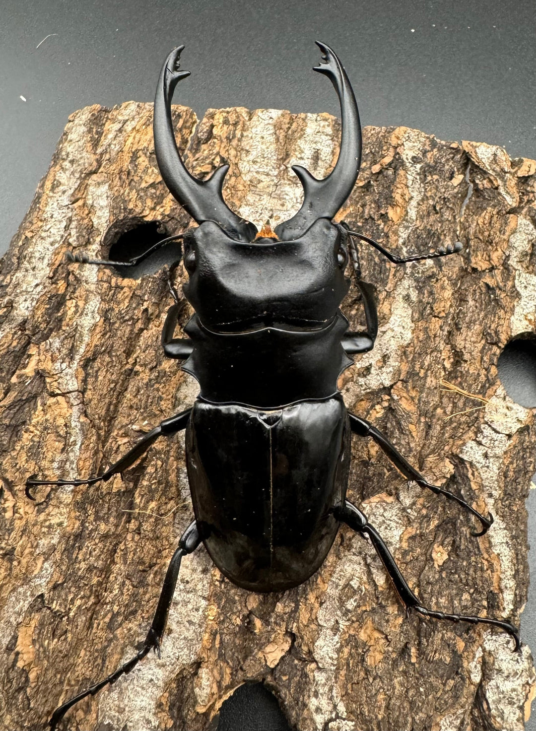 【WD】《インターメディアツヤクワガタ 85mm ペア》