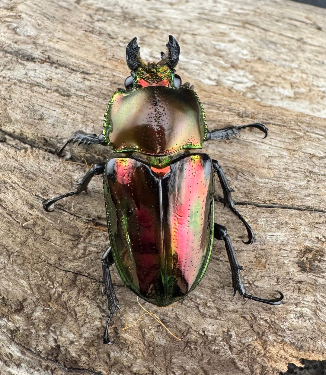 《ニジイロクワガタ 60.5mm ペア》