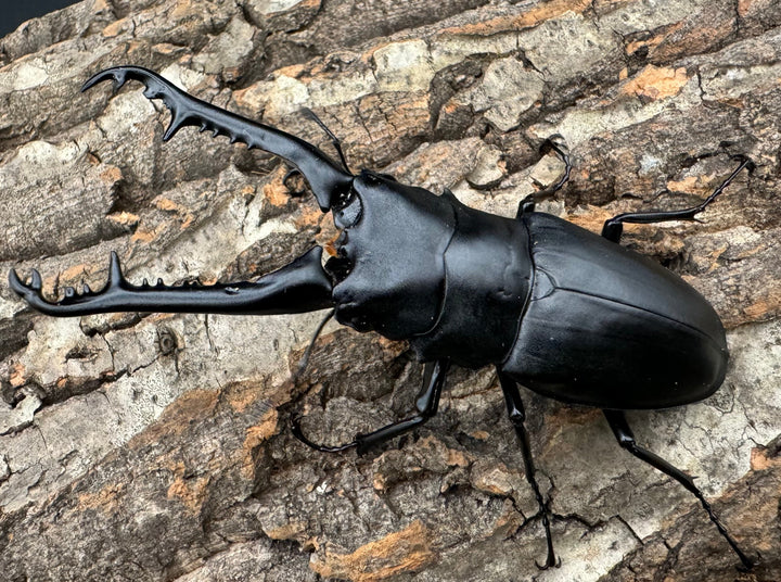 【WD】《ギラファノコギリ亜種ケイスケ 100mm A'品ペア》