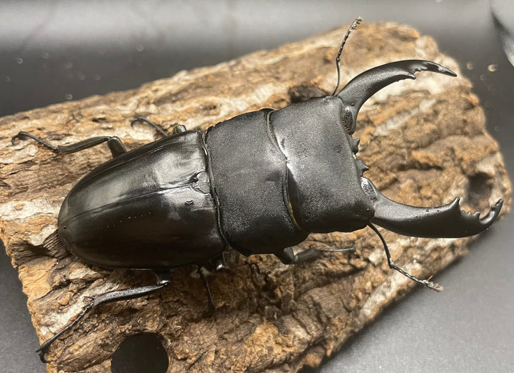 【WD】大型《北カマリネスヒラタ 93mm ペア》