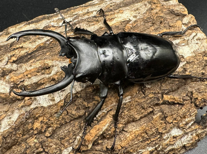 【WD】《ダールマンツヤクワガタ亜種celebensis 81.5mm ペア》