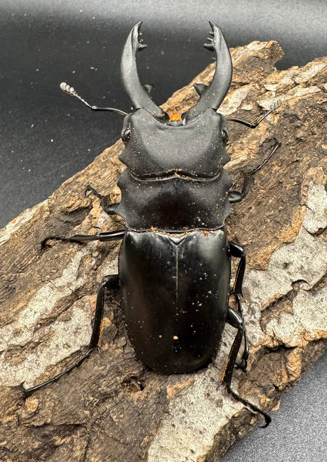 【WD】《アルケスツヤクワガタ 71mm ペア》