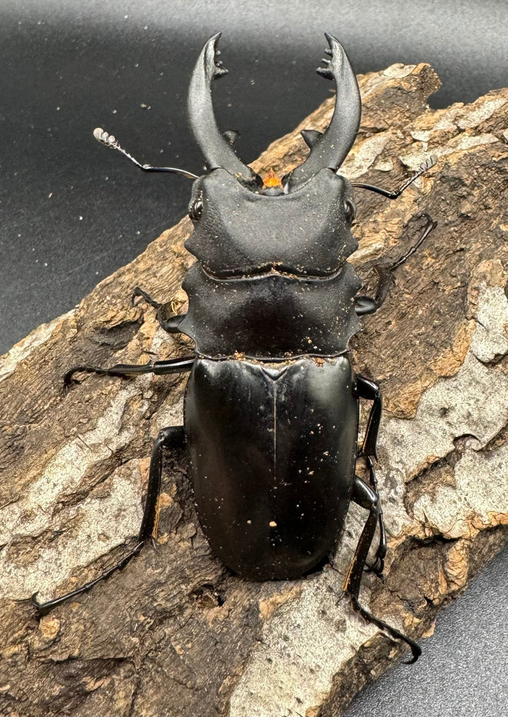 【WD】《アルケスツヤクワガタ 71mm ペア》