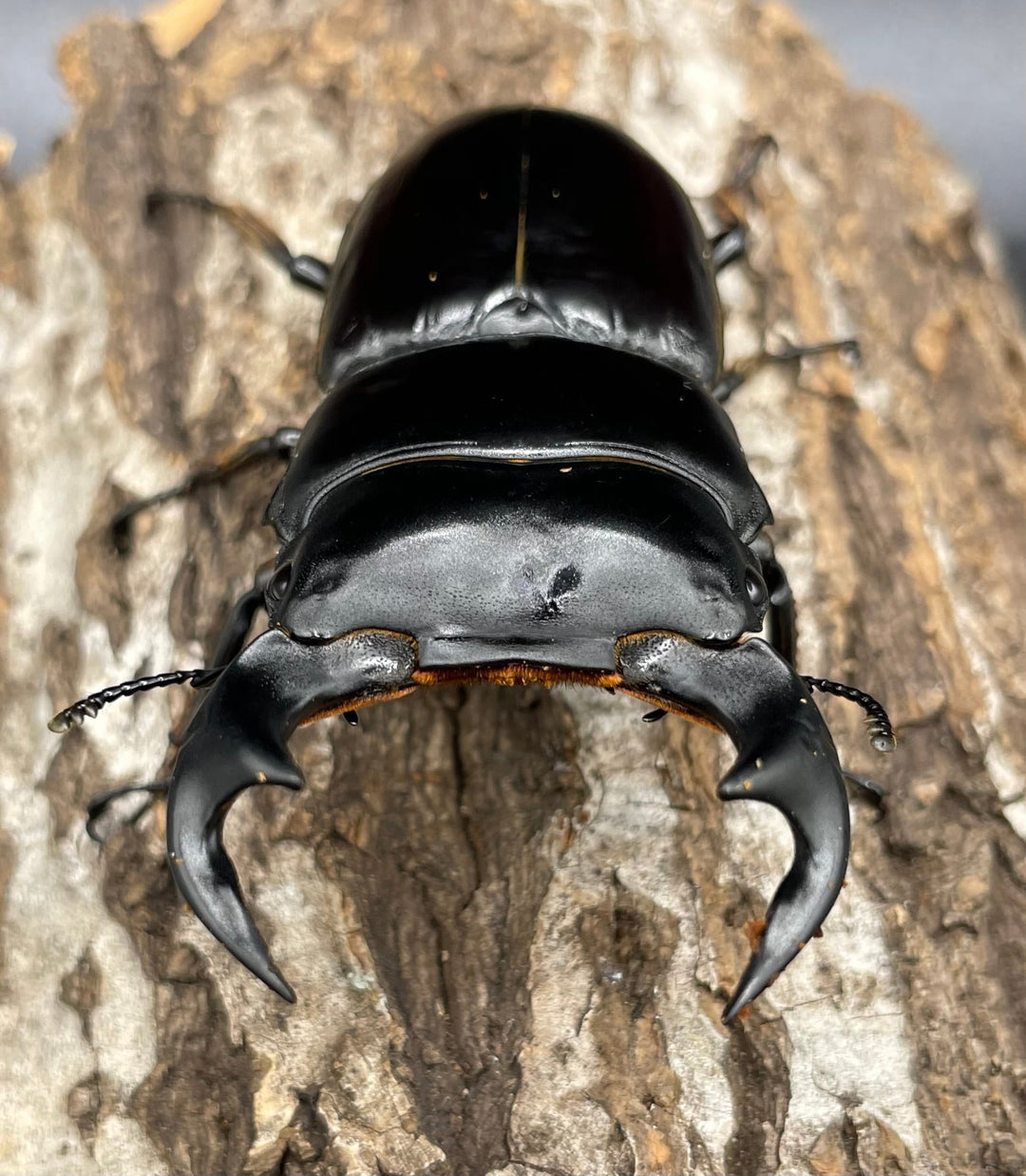 《マレーアンタエウスオオクワ 72.5mm ペア》