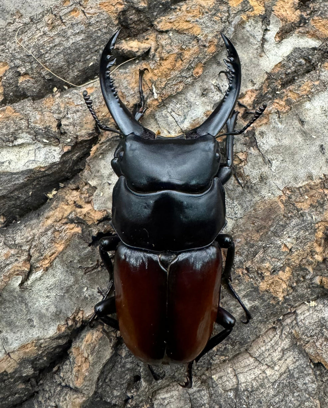 【WF1】《アローコクワ亜種リエン 65mm B品ペア》Moro氏ブリード個体