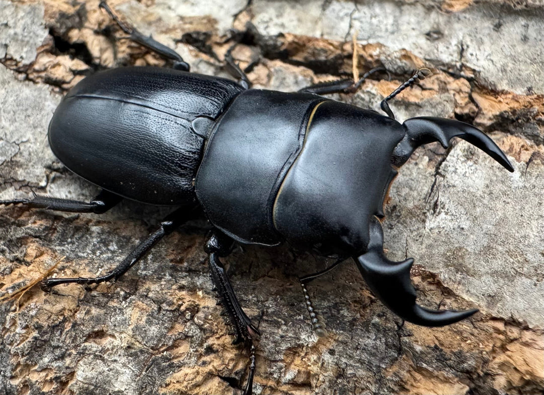 【WD】《ドルクス メンシウス 35.5ｍｍ ペア》