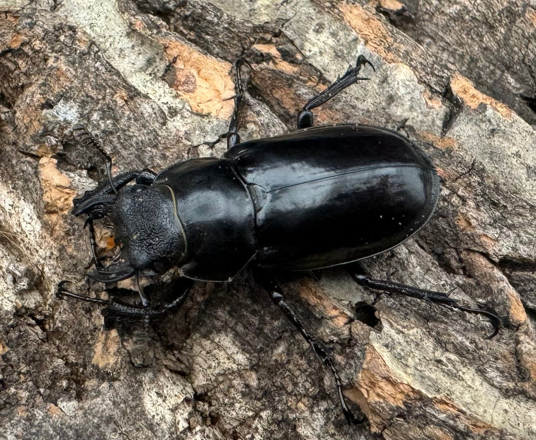 【WD】《チェンミヤマ メトク産 34mm ♀単》