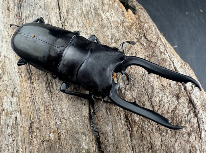 【WD】《ブッダノコギリ ミンダナオ産 53mm ペア》