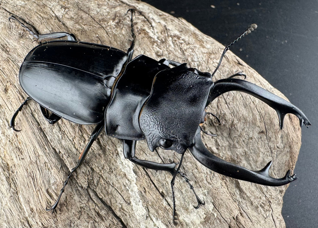 【WD】《スチーブンスツヤ原名亜種 76mm ペア》