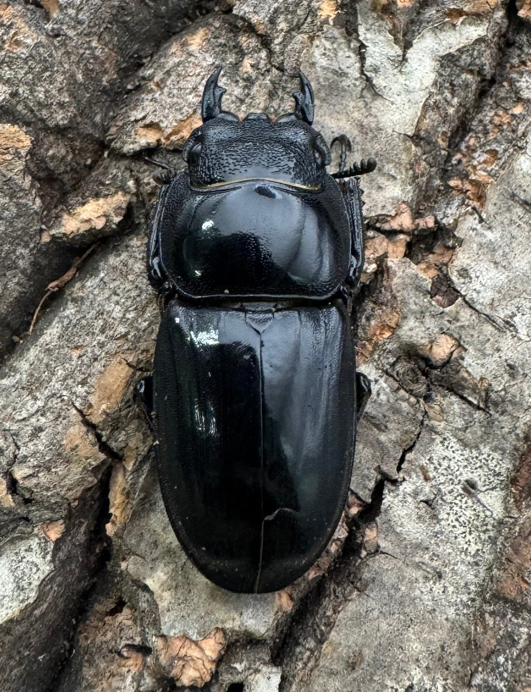 【WD標本用】エラー個体《パラワンオオヒラタ 81mm ペア》