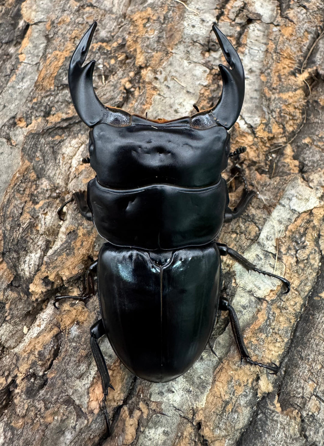 《インドアンタエウス サディア産 81mm ペア》