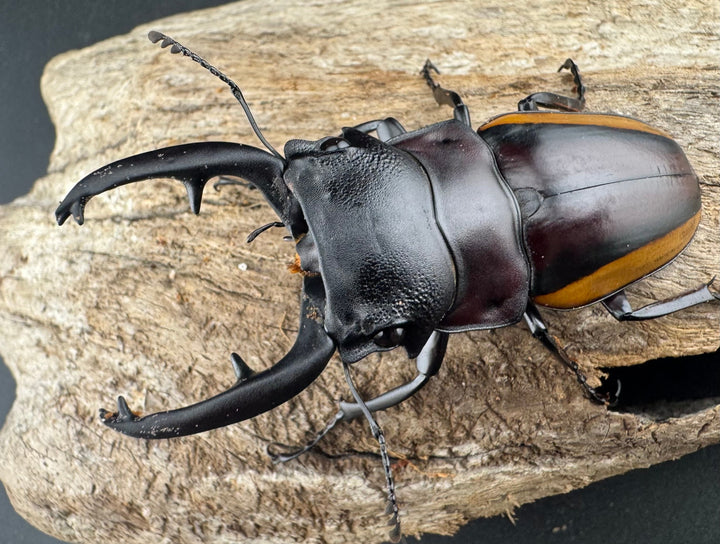 【WD】《スチーブンスツヤ亜種duivenbodei 大歯 72.5mm ペア》